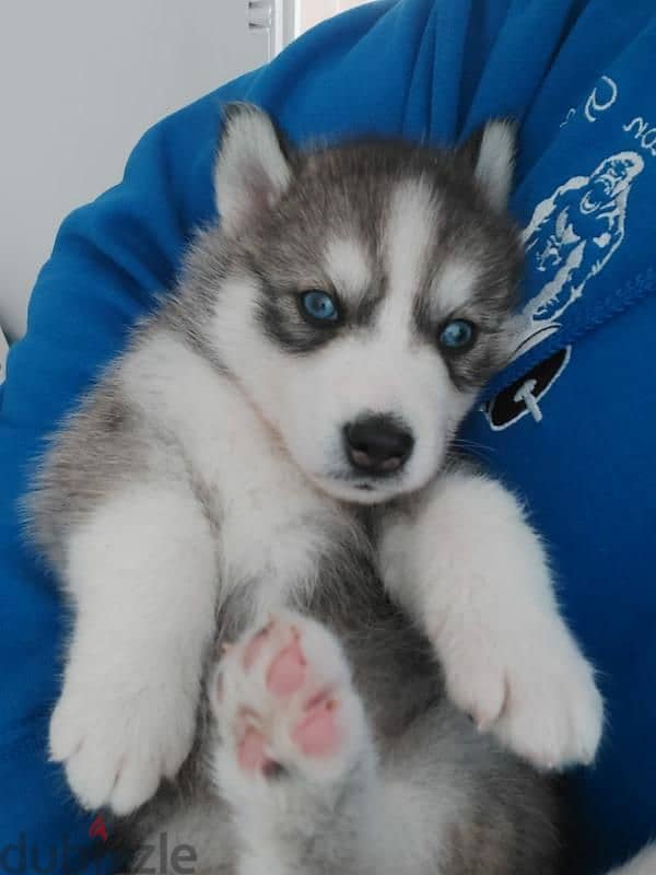 Whatsapp Me +966588993320 Siberian Husky Puppies 1