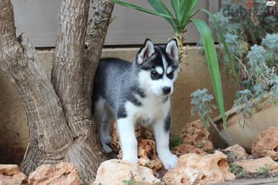 Whatsapp Me +966588993320 Siberian Husky Puppies