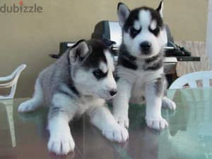 Whatsapp Me +966588993320 Siberian Husky Puppies