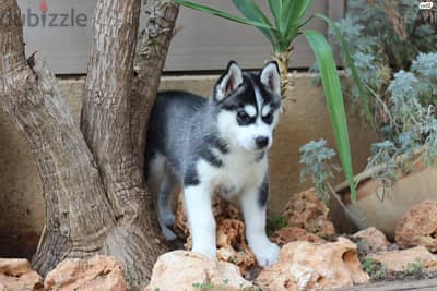 Whatsapp Me +966588993320 Siberian Husky Puppies 1