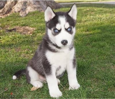 Whatsapp Me +966588993320 Siberian Husky Puppies