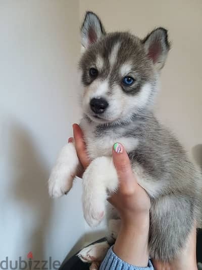 Whatsapp Me +966588993320 Siberian Husky Puppies