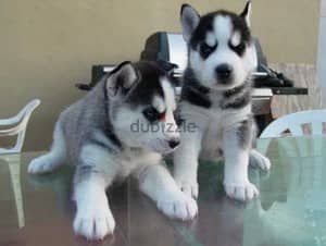 Whatsapp Me +966588993320 Siberian Husky Puppies 1