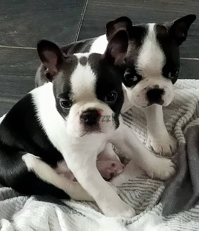 Whatsapp Me +972555074990 Boston Terrier 0