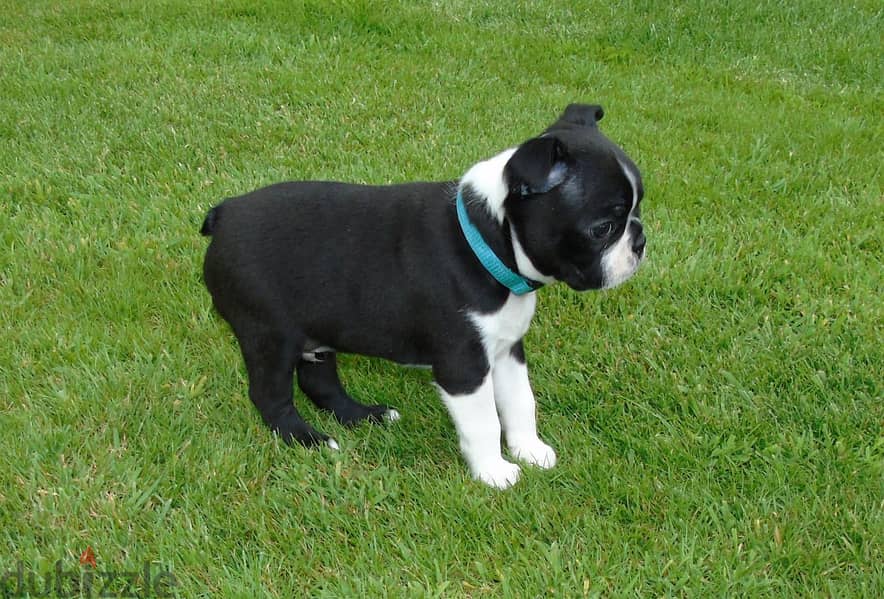 Whatsapp Me +972555074990 Boston Terrier 1