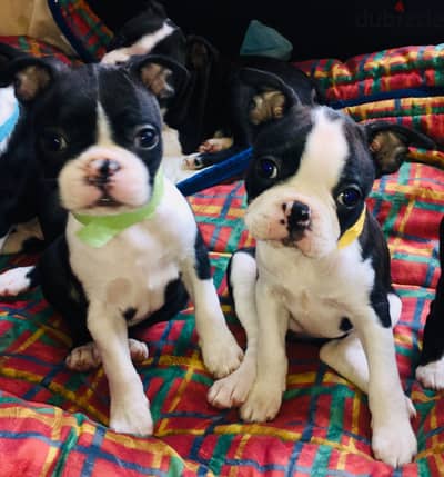 Whatsapp Me +972555074990 Boston Terrier