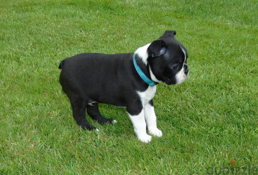 Whatsapp Me +972555074990 Boston Terrier 1