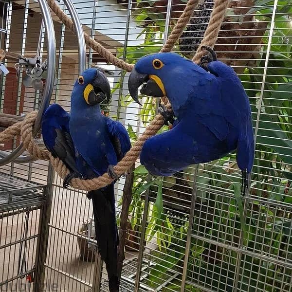 Whatsapp Me +966583921348 Hyacinth Macaw Birds 1