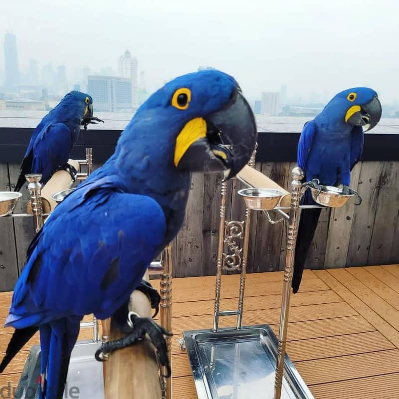 Whatsapp Me +966583921348 Hyacinth Macaw Birds 0