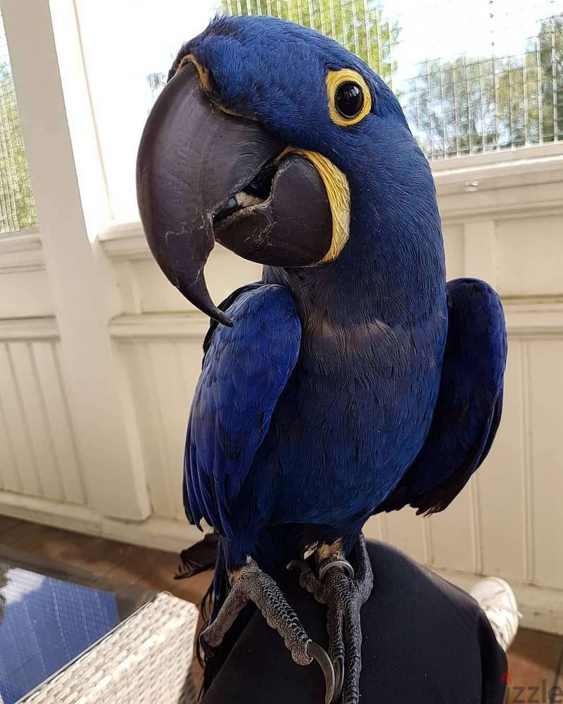 Whatsapp Me +966583921348 Hyacinth Macaw Birds 1