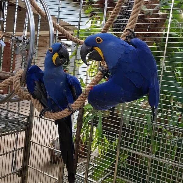 Whatsapp Me +966583921348 Hyacinth Macaw Birds 0