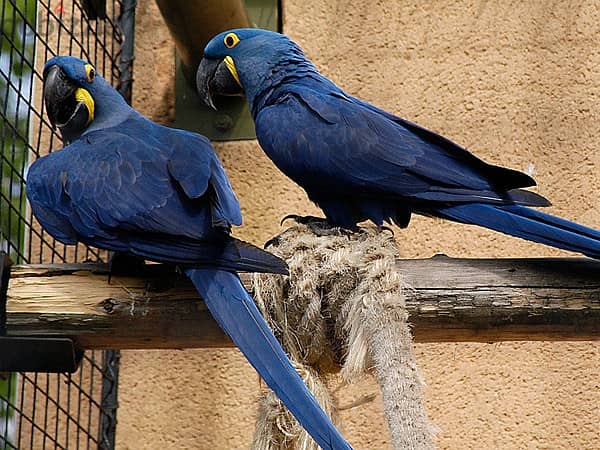 Whatsapp Me +966583921348 Hyacinth Macaw Birds 1