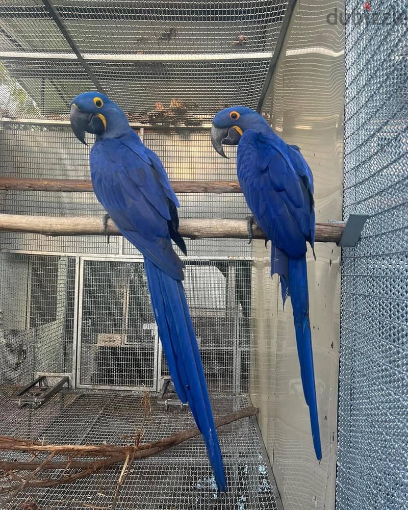 Whatsapp Me +966583921348 Hyacinth Macaw Birds 1