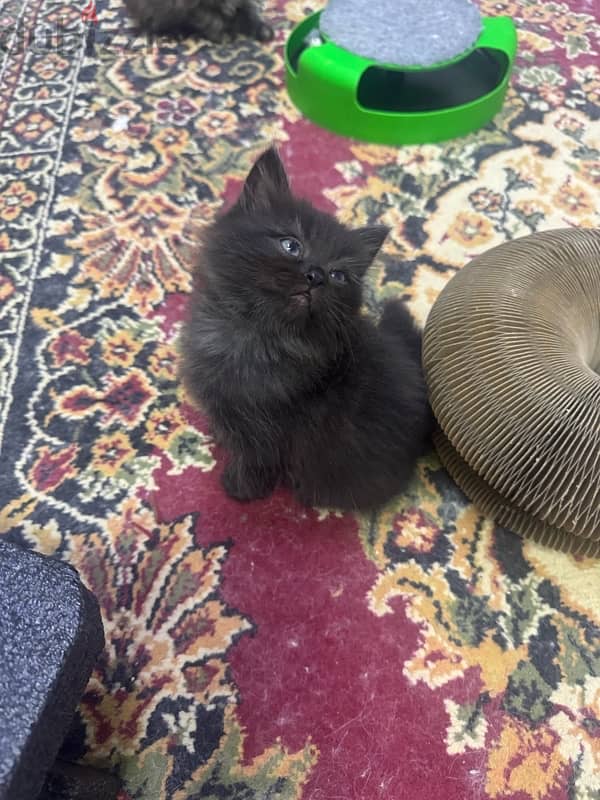 kitten for sale 3