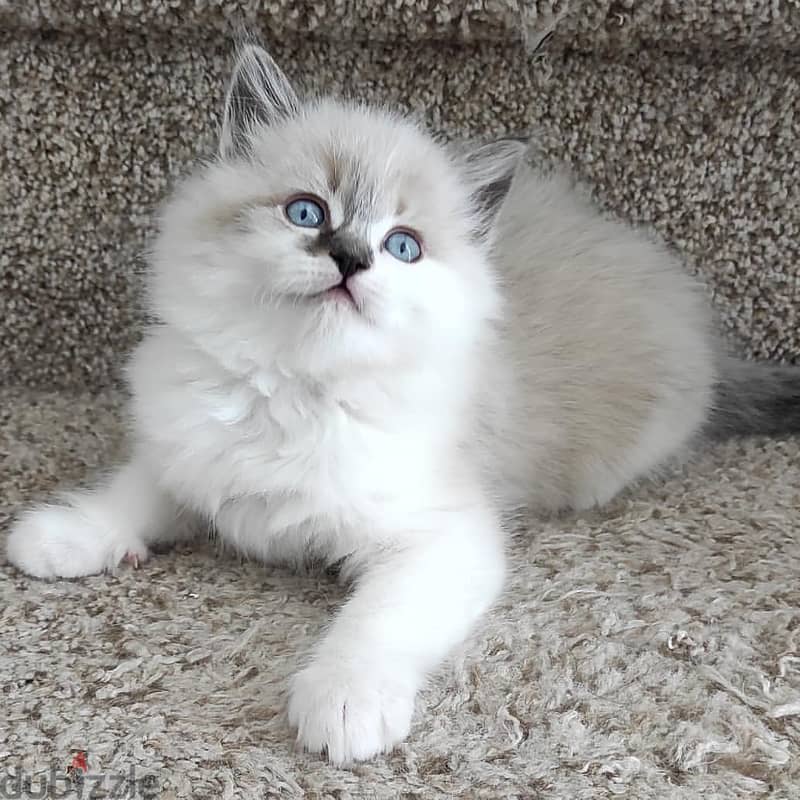 Stunning Ragdoll Cats for Adoption 1