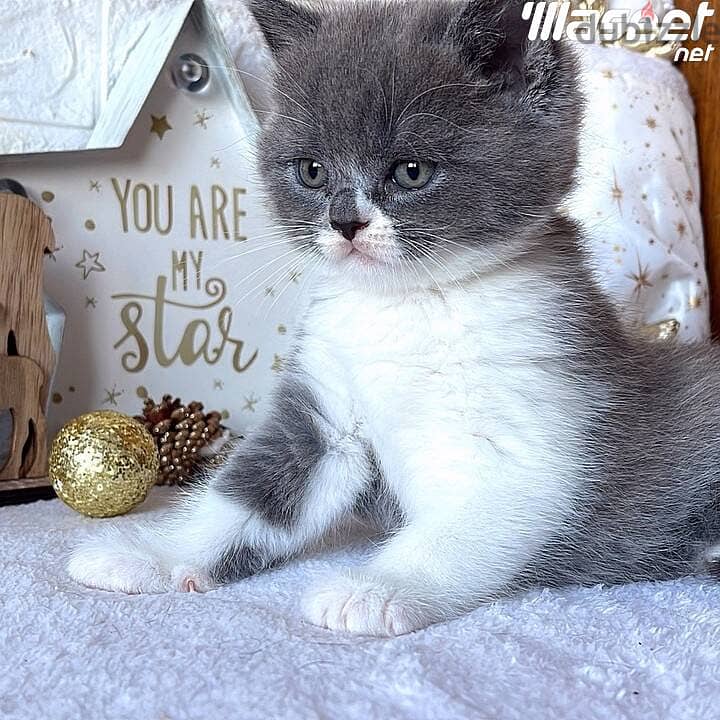 British Shorthair Kittens For Adoption 0