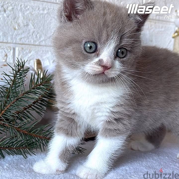 British Shorthair Kittens For Adoption 1