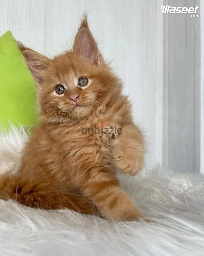 Cute Maine Coon kittens for adoption 1