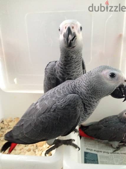 Talking Congo African Grey parrots 0