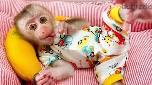 Capuchin Monkeys Available 0