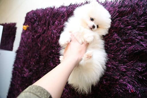 Adorable Teacup Pomeranian Puppies 0