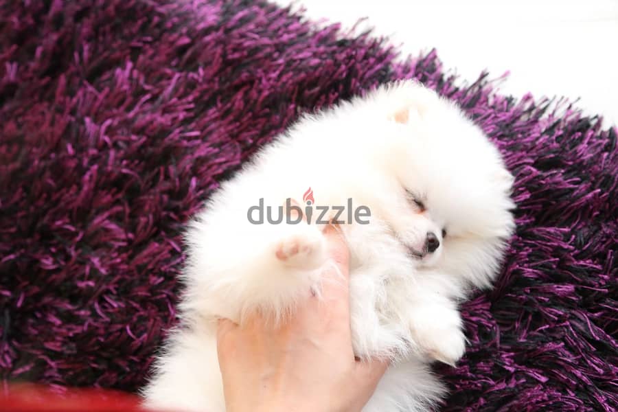 Adorable Teacup Pomeranian Puppies 1