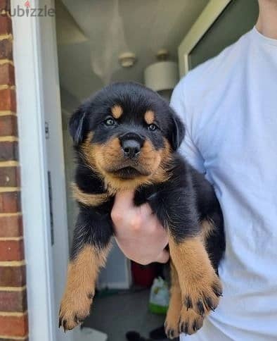 Whatsapp Me +966588993320 Rottweiler Puppies