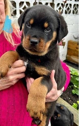 Whatsapp Me +966588993320 Rottweiler Puppies 0