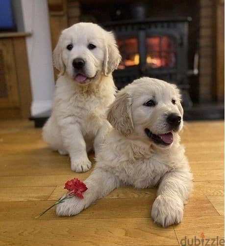 Whatsapp Me +972555074990 Golden Retriever Puppies 1