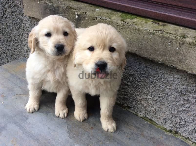 Whatsapp Me +972555074990 Golden Retriever Puppies 1