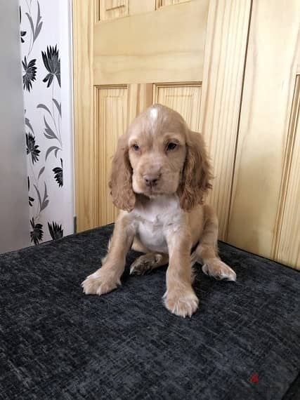 Whatsapp Me +966588993320 Cocker Spaniel Puppies 1