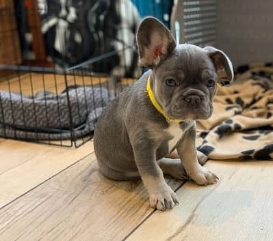 Whatsapp Me +972555074990 French Bulldog Puppies