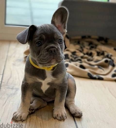 Whatsapp Me +972555074990 French Bulldog Puppies 1