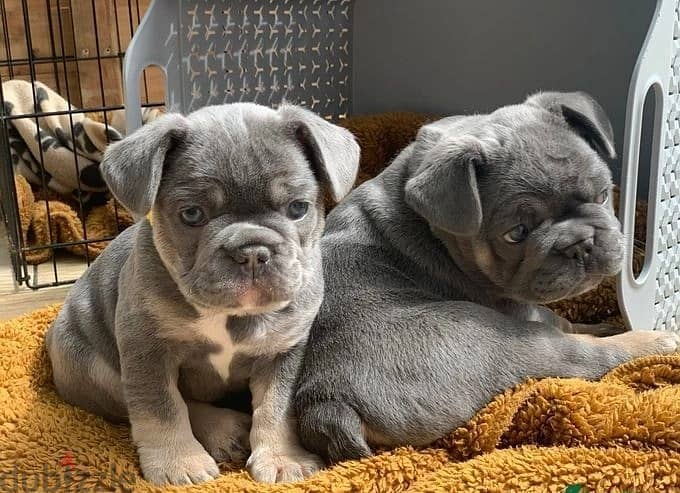 Whatsapp Me +972555074990 French Bulldog Puppies 0