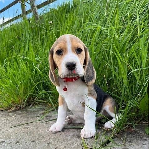 Whatsapp Me +966583921348 Beagle Puppies 0