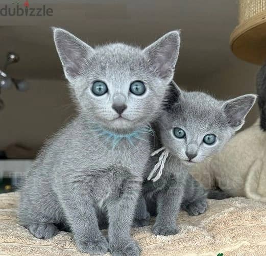 Whatsapp Me +966588993320 Russian Blue Cats 1