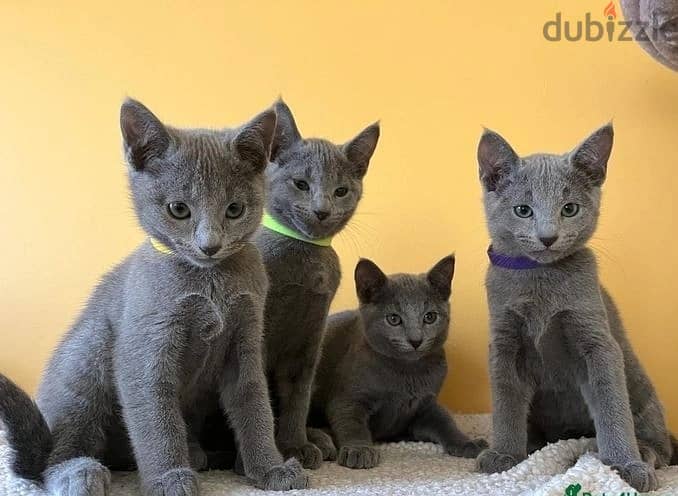 Whatsapp Me +966588993320 Russian Blue Cats 0