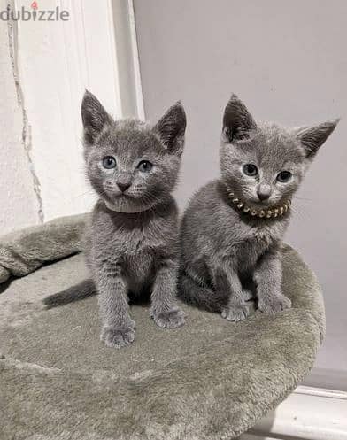 Whatsapp Me +966588993320 Russian Blue Cats 0