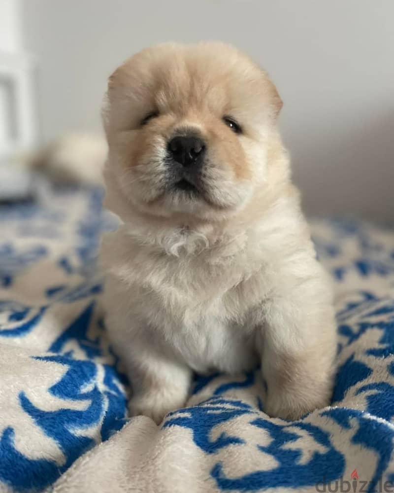 Chow chow puppies// WhatsApp +966568218820 0