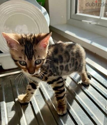 Whatsapp Me +972555074990 Bengal Cats 1