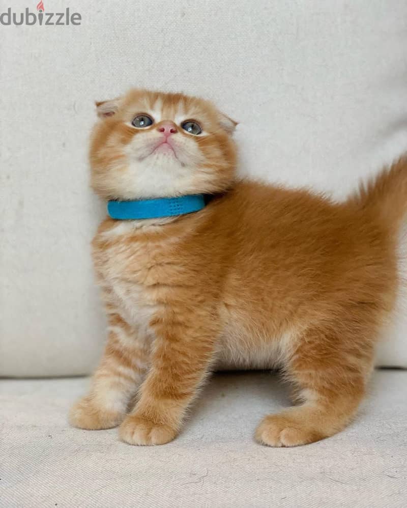 Scottish fold kittens WhatsApp+1 (413) 253‑6255 0