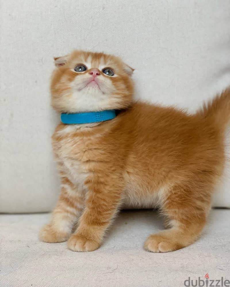 Scottish fold kittens WhatsApp+1 (413) 253‑6255 0