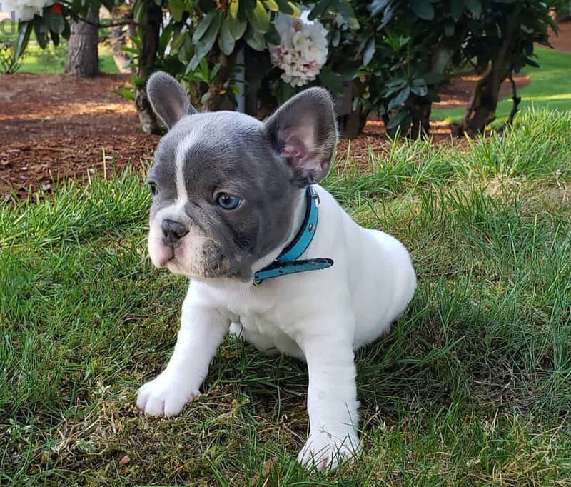 French Bull Dog 0