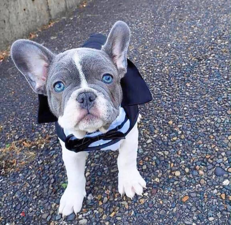 French Bull Dog 1