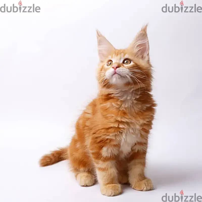 Maine Coon Kittens// Whatsapp +971552543679 0