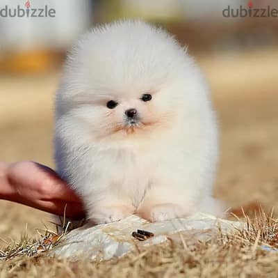 Pomeranian