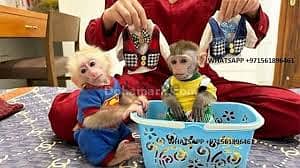 Affectionate Capuchin Monkeys 0