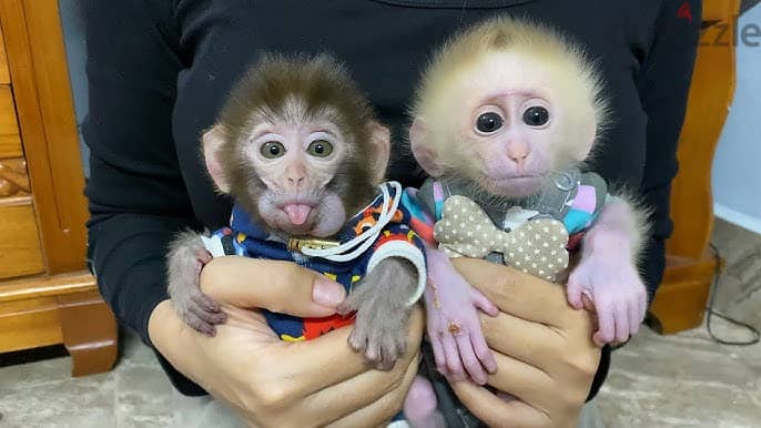 Beautiful Capuchin Monkeys 0