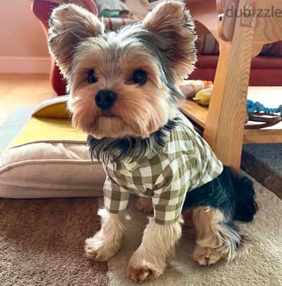 Yorkshire Terrier Puppy