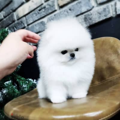 Pomeranian